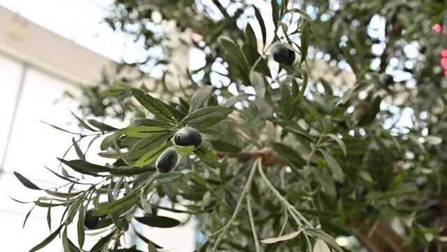 Artificial Realistic Olive Tree, plant with olives on it. 4K Footage