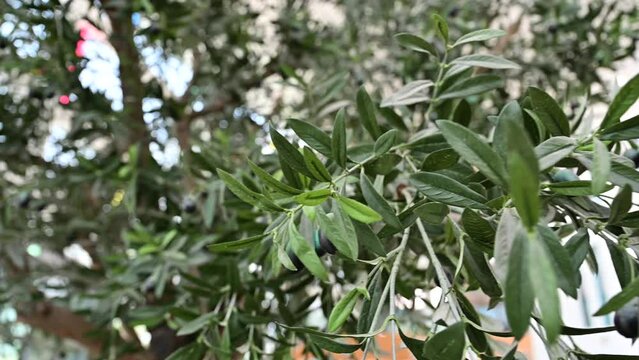 Artificial Realistic Olive Tree, plant with olives on it. 4K Footage