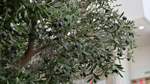 Artificial Realistic Olive Tree, plant with olives on it. 4K Footage