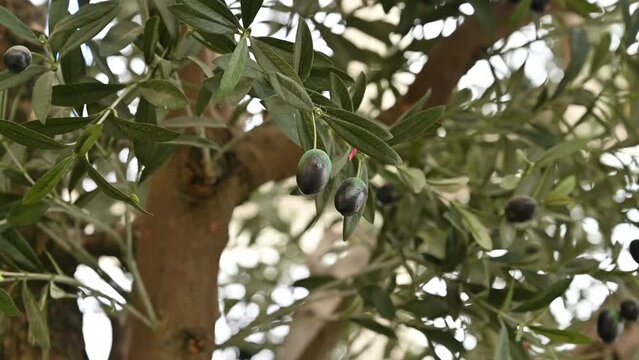 Artificial Realistic Olive Tree, plant with olives on it. 4K Footage