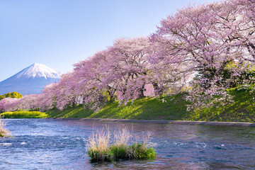 静岡県富士市　龍巌淵の桜と富士山