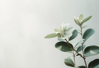 Cool, clean, fresh Minimalist leaves on a pale green flat background wall — Plants — interior design graphic resource with film grain realism