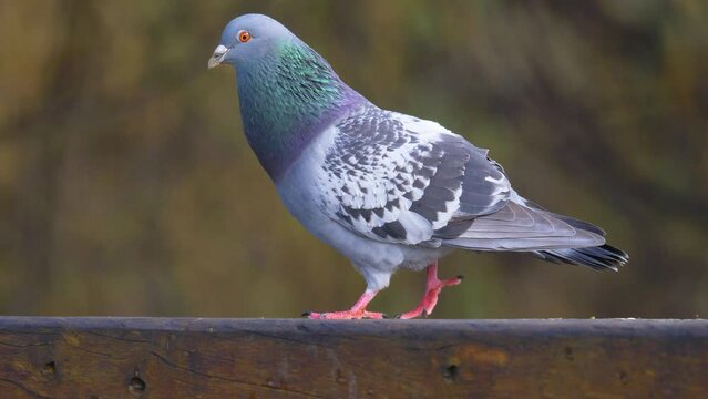 Pretty pigeon strutting around on a park bench in slow motion