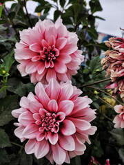 pink dahlia flower