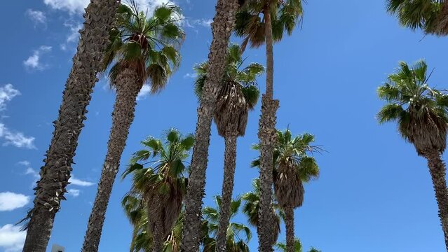 palm trees with a clear sky as background