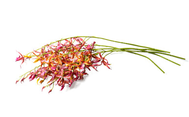 Naklejka premium Decorative flowers on white background