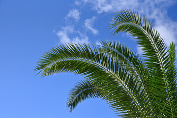 夏の青空と椰子の木