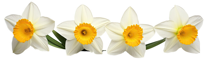Daffodils On white