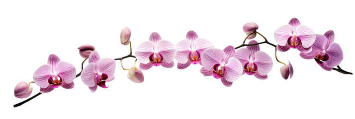 Fototapeta na wymiar Orchids On white