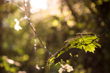 Warm soft background, green maple leaves warmed by the sun