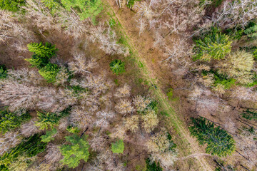 Obraz premium Drone view of the trail in the forest