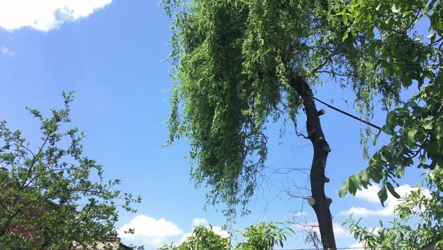 Cutting a tree with a long telescopic saw with a tree faling down on a chain