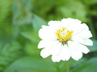 Obraz premium White zinnia blooming in the garden. Closeup photo, blurred.