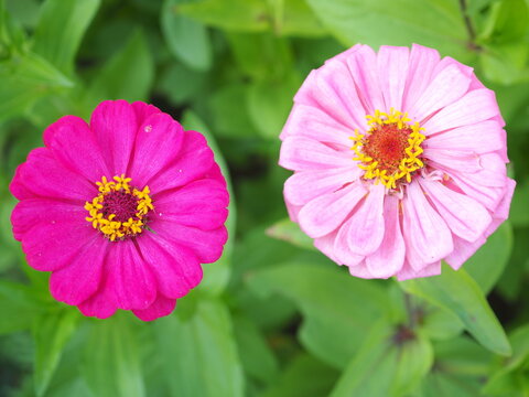 Purple and pink zinnia blooming in the garden. Closeup photo, blurred.
