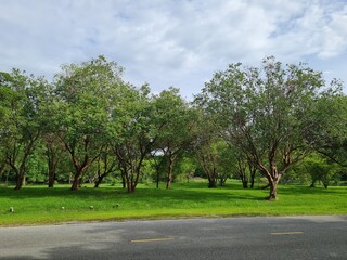 trees in the park