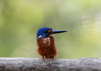 A blue-eared kingfisher bird alcedo meninting looks up in a perched pose looking for food
