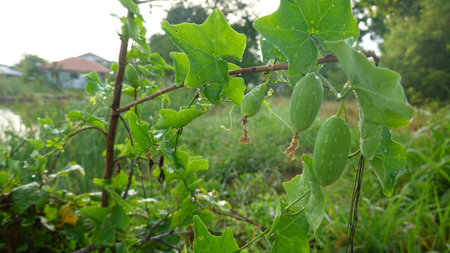 Organic Ivy gourd (Coccinia grandis) fruit plant