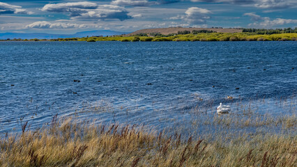 A pair of beautiful white ducks swim in a blue lake. Yellowed grass by the shore. Green hills in the distance. Clouds in the azure sky. Argentina. El Calafate. Lago Argentino.