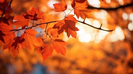 Obraz premium Autumn leaves in the sunlight, in the style of orange and crimson. AI generated.