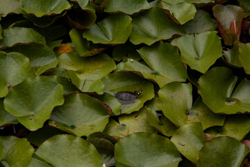 turtle on lily pad