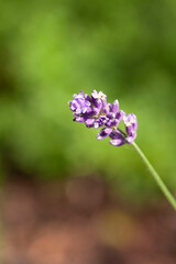 macro purple flower