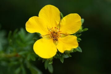 ant on yellow flower