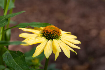 yellow flower in the garden