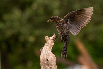red winged blackbird lighting on driftwood
