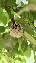 a photography of a nest in a tree with leaves and a bird, honeycombs are hanging from the branches...