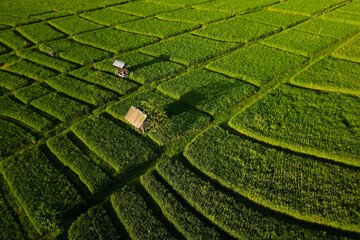 Aerial view of green rice field in the island of Bali-Indonesia