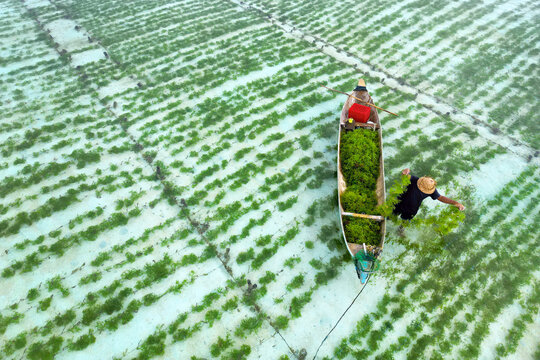 collecting  sea weed at the seaweed farm of Lembongan island in Indonesia