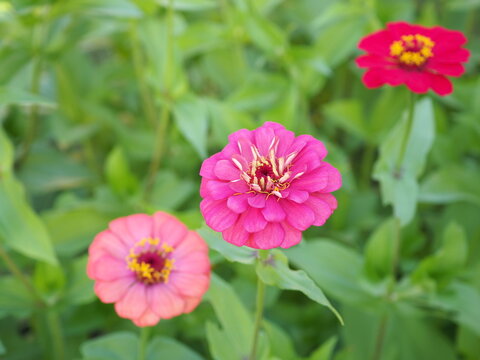 Fresh pink zinnia flower in the garden. Closeup photo, blurred.