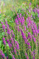 Obraz premium Summer Flowering Purple Loosestrife, Lythrum tomentosum on a green blured background.