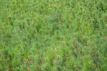 Green small pine trees with fresh shoots in spring or summer