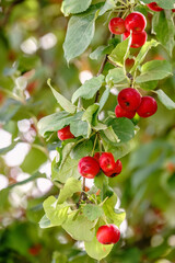 Bright red small wild apples among the yellow leaves in autumn.