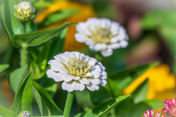 Colourful Feverfew Flowers, Tanacetum parthenium. Beautiful white and yellow