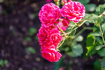 Close-up of a pink rose on green background