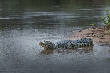 Pantanal Caiman on a river bank