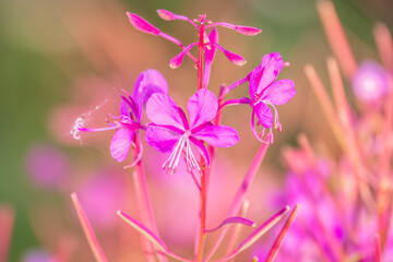 Summer Flowering Purple Loosestrife, Lythrum tomentosum on a green blured background.
