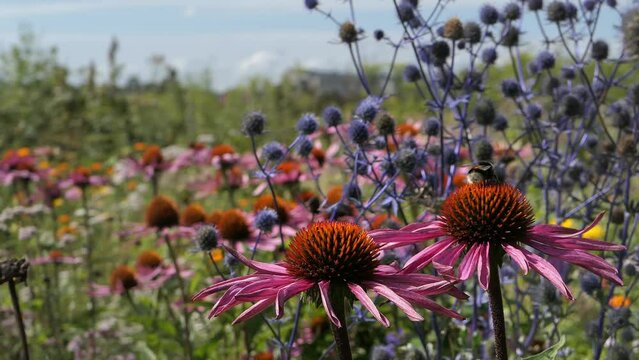 Pink flower and bumblebee in colorful meadow garden, purple coneflower