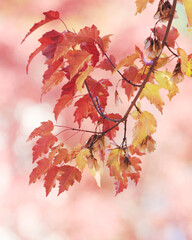 Red, orange, yellow autumn leaves hanging from a maple tree branch. Soft tranquil background.