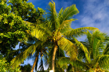 Fototapeta na wymiar Fresh coconut fruit growing