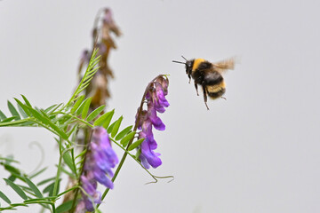 A bumblebee on an invasive bird vetch flower in Alaska.