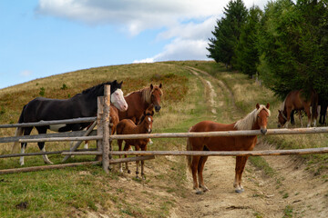 horses on a farm