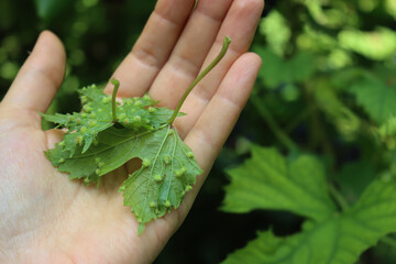 Farmer’s hand holding green vine leaf attacked by Phylloxera vastatrix disease