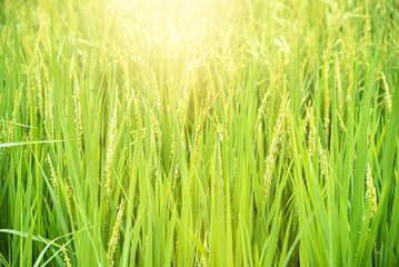 Rice Field, Paddy Field In Farm In Northern Thailand