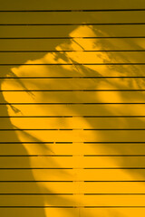 Yellow Color Wooden Fence With Softlight And Shadow Background