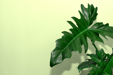 Botanical green leaves on a green background, Decoration house plant leaves on pastel background