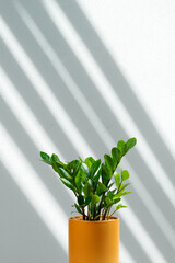 Zanzibar Gem Plant In A Pot With Light Shadow Background On The Wall, ZZ Plant Growing In Pot, Decoration House Plant