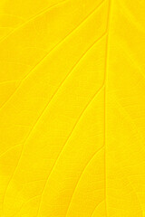Yellow leaf texture, Close up shot yellow leaf background